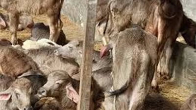 10 معلومات عن المشروع القومى للبتلو.. تعرف عليها