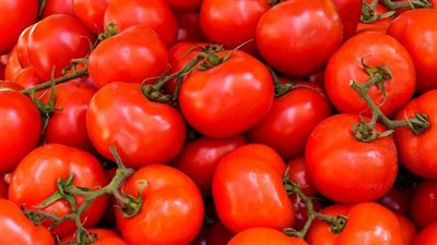 نقيب الفلاحين يصدم المصريين بشأن أسعار الطماطم الفترة المقبلة (فيديو)