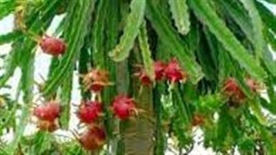 تكافح السرطان.. خبير يكشف طرق نجاح زراعة 