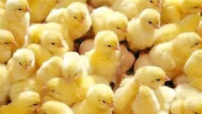 شعبة الدواجن تكشف أسباب ارتفاع أسعار الكتكوت بعد وصوله إلى 24 جنيها 