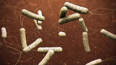 عضو الجمعية المصرية للحساسية والمناعة يكشف سبب الإسراع في علاج الإصابة الكوليرا 