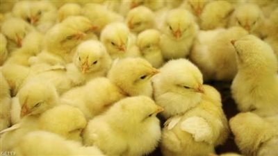 نائب رئيس اتحاد منتجي الدواجن يكشف أعدد الكتاكيت التي تم التخلص منها