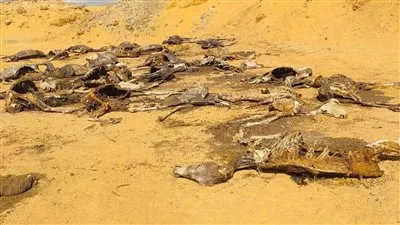 تعليق هام لـ البيطريين بشأن العثور على مقبرة هياكل الحمير في الفيوم