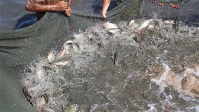 رئيس حماية البحيرات يوضح تأثير التغيرات المناخية على الثروة السمكية (فيديو)