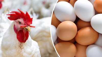 أسعار الدواجن والبيض اليوم بعد التدخل الحكومي لضبط الاسعار 