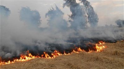 البيئة: ظاهرة حرق قش الأرز لم تعد موجودة (فيديو)