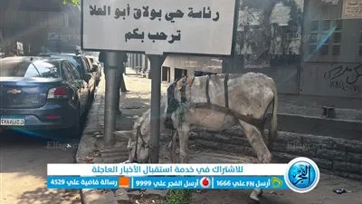 مربط حمار في لافتة رئاسة حي بولاق الدكرور (صور)