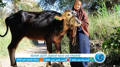 تسليم 9403 رؤس ماشية للأسر الأولى بالرعاية بقرى ومراكز الفيوم 