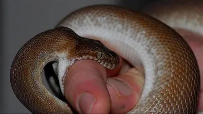 كيف تنجو من لدغة أفعى في حال لدغك