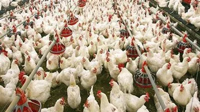 الزراعة تزف بشرى سارة عن مستلزمات الإنتاج الداجني (فيديو)