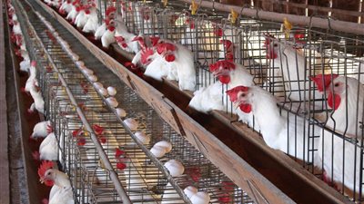 شعبة الدواجن: الفراخ وصلت إلى 35 جنيها.. وسعرها العادل 38 جنيه 