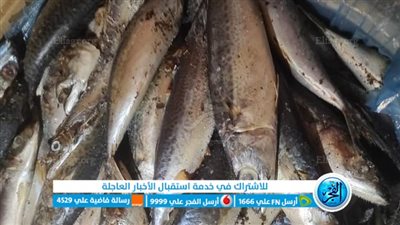 ضبط 1200 كيلوجرام لحوم وأسماك مجهولة المصدر بالمنوفية