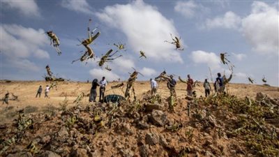 مكافحة الآفات الزراعية تكشف تطورات هجوم الجراد على مصر (فيديو)
