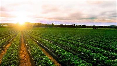 الزراعة: مصر تستهدف زيادة صادرات الحاصلات الزراعية إلى 7 ملايين طن بنهاية 2023