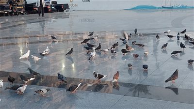 لأول مرة.. ساحة مصر في بورسعيد تستقبل حمام السلام خلال مرور السفن السياحية