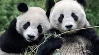 تعرف على توقعات الباندا 