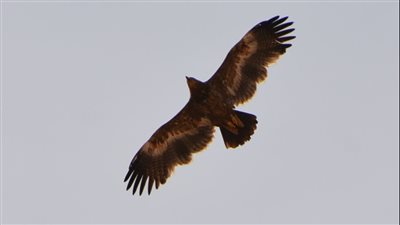 وزيرة البيئة: مصر تفوز بأحسن الممارسات للحفاظ علي الطيور الحوامة لعام ٢٠٢٢