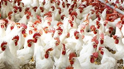 اسعار الدواجن ا ليوم الاربعاء 23 نوفمبر 2022 