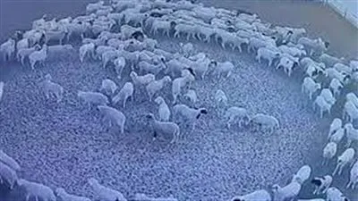 نقابة البيطريين تكشف مفاجأة عن حركة الأغنام في شكل دائري