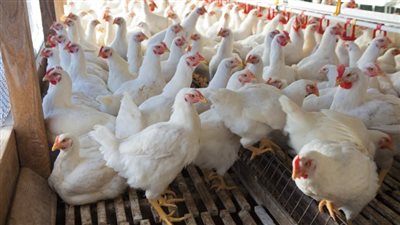  منتجي الدواجن: السوق السوداء وراء ارتفاع أسعار الأعلاف