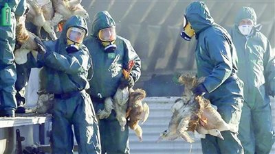 إعدام 52.3 مليون طائر فى أمريكا هذا العام بسبب أنفلونزا الطيور