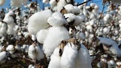 عاجل.. سعر القطن اليوم 2 - 10 بعد انتهاء المزادات منذ قليل
