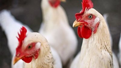 هل ظهر متحور جديد لـ أنفلونزا الطيور؟.. مكافحة كورونا تكشف الحقيقة