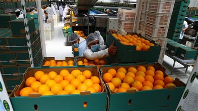 صادرات مصر من الموالح تتخطى نصف مليار دولار خلال 6 أشهر