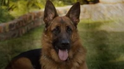 فقد حاسة السمع.. كلب يعقر طفلًا 7 سنوات شمال مدينة الغردقة (صور)