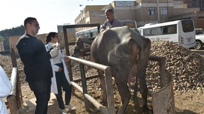 جامعة السادات تنظم قافلة بيطرية وزراعية بقرية كفر أبو الحسن
