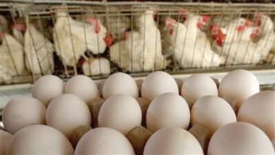 “الزراعة”: لدينا اكتفاء ذاتي من البيض والدواجن ونصدر الفائض (فيديو)