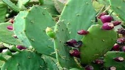 باحث: الاستفادة بمخلفات التين الشوكي يحقق الاكتفاء الذاتي من الأعلاف