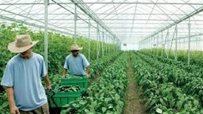 المدينة المنورة تنظيم معرضًا للزراعة العضوية برعاية فرع الزراعة والمياه والبيئة