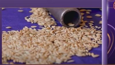 التموين: السماح بحرية نقل وتداول الأرز بين المحافظات دون تصريح (فيديو)