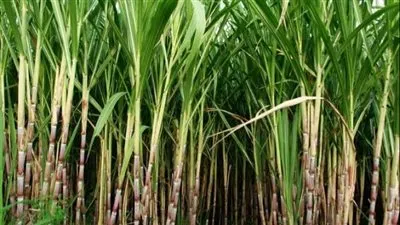 تجربة جديدة.. تفاصيل حصاد أول حقل إرشادي لمحصول قصب السكر بـ الشتلات (فيديو)