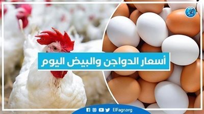 أسعار الدواجن والبيض اليوم الثلاثاء 27/12/2022 بمحافظة الإسكندرية