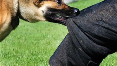 بدء التشغيل التجريبي للتطعيم ضد مرض 