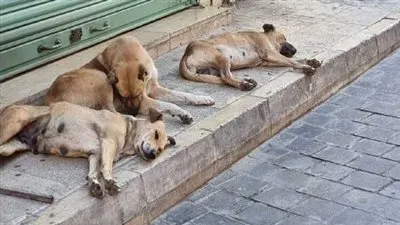 الكلاب الضالة.. خطر يغيب عن أعين وزارة الصحة (تحقيق)