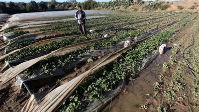 أستاذ مناخ يوجه نصائح للمزارعين لحماية المحاصيل خلال الطقس السيء (فيديو)