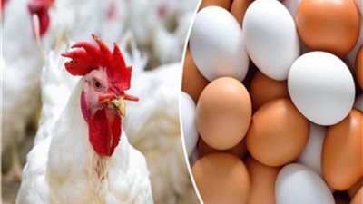 أسعار البيض والدواجن اليوم الأربعاء 28 ديسمبر 2022 في الاسواق
