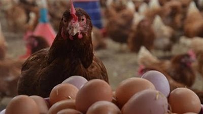 أسعا الدواجن والبيض اليوم الخميس 29 ديسمبر 2022