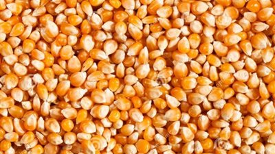بعد تراجع الأسعار.. سعر الذرة الصفراء اليوم الخميس 29 ديسمبر