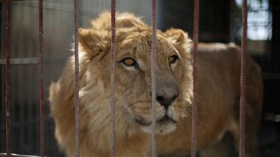 عزة مصطفي توجه رسالة شديدة للمسؤولين حول غلق حديقة الحيوان