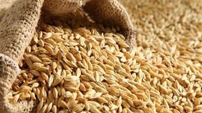 تعرف على إحصائية توريد الأرز الشعير في الدقهلية
