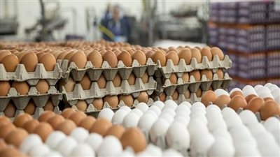 سعر كرتونة البيض اليوم 5/3/2023 للمستهلك فى السوق المحلية