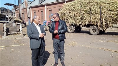 التموين توريد 350 ألف طن قصب من المزارعين حتى الآن