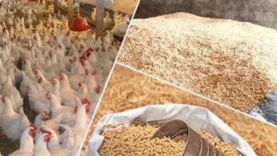 ارتفاع جديد.. أسعار الأعلاف اليوم الأحد 15-1-2023 في الأسواق المصرية