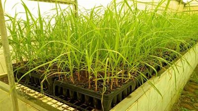 3 أضعاف إنتاج التقليدية.. تفاصيل زراعة أول حقل إرشادي لقصب السكر بالشتل