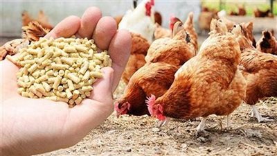 انخفضت 400 جنيه.. أسعار أعلاف الدواجن والخامات اليوم في أسواق الجمعة 2-6-2023