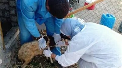  انطلاق فعاليات حملات تحصين الأبقار بأسوان